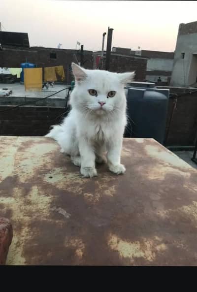 urgent sale
