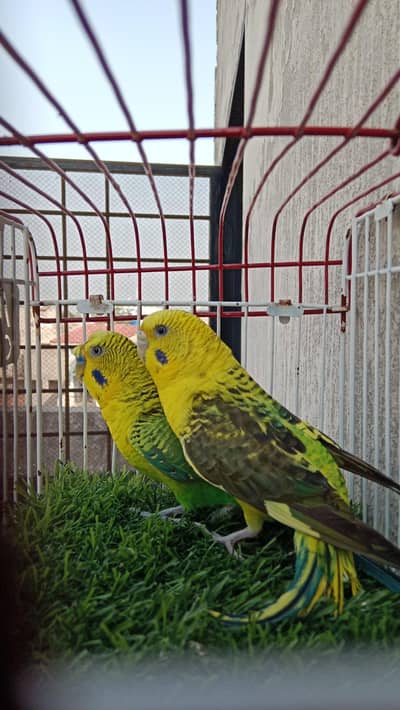 black wing split hogo breeder pair available