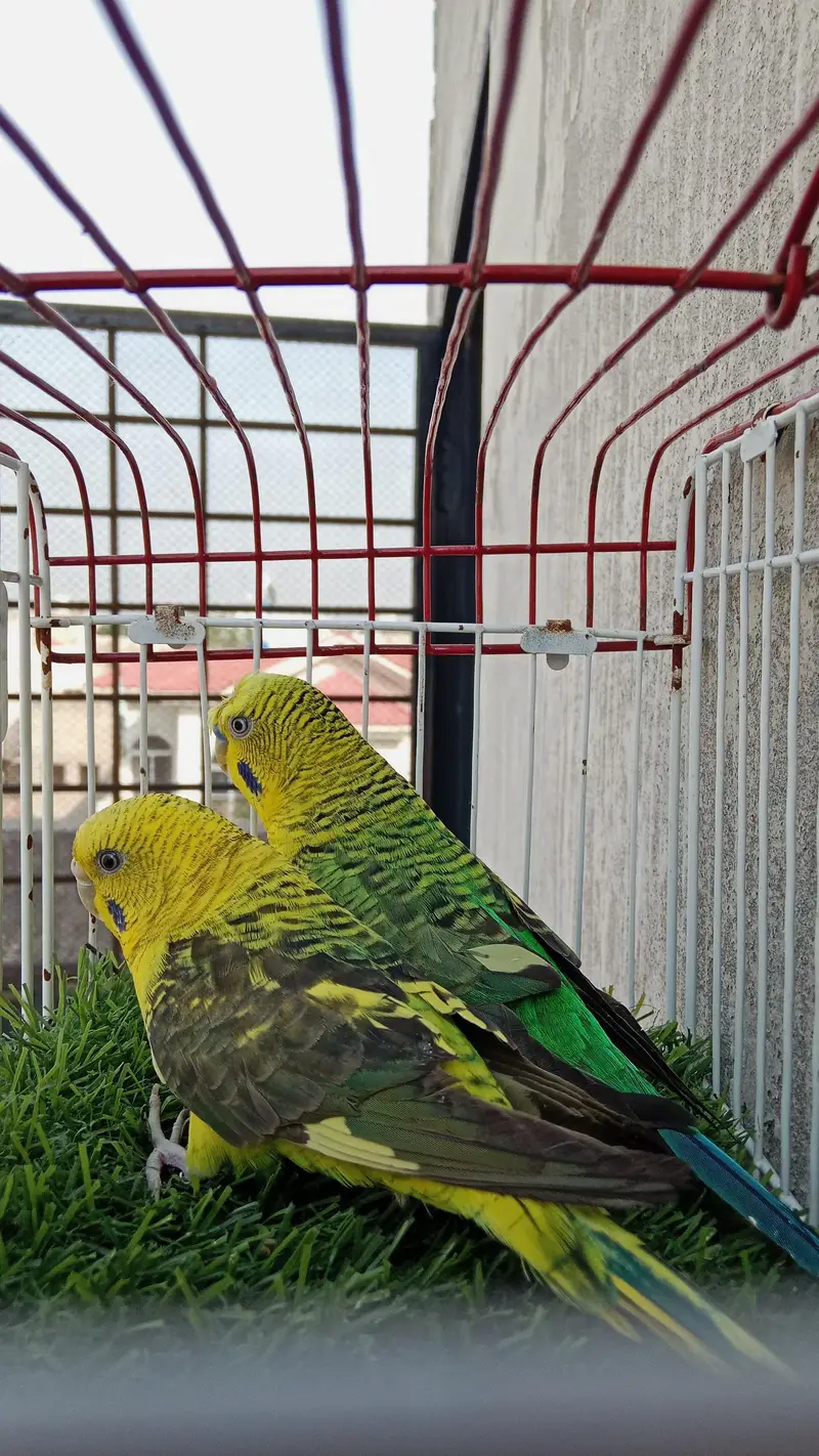 black wing split hogo breeder pair available — photo 2