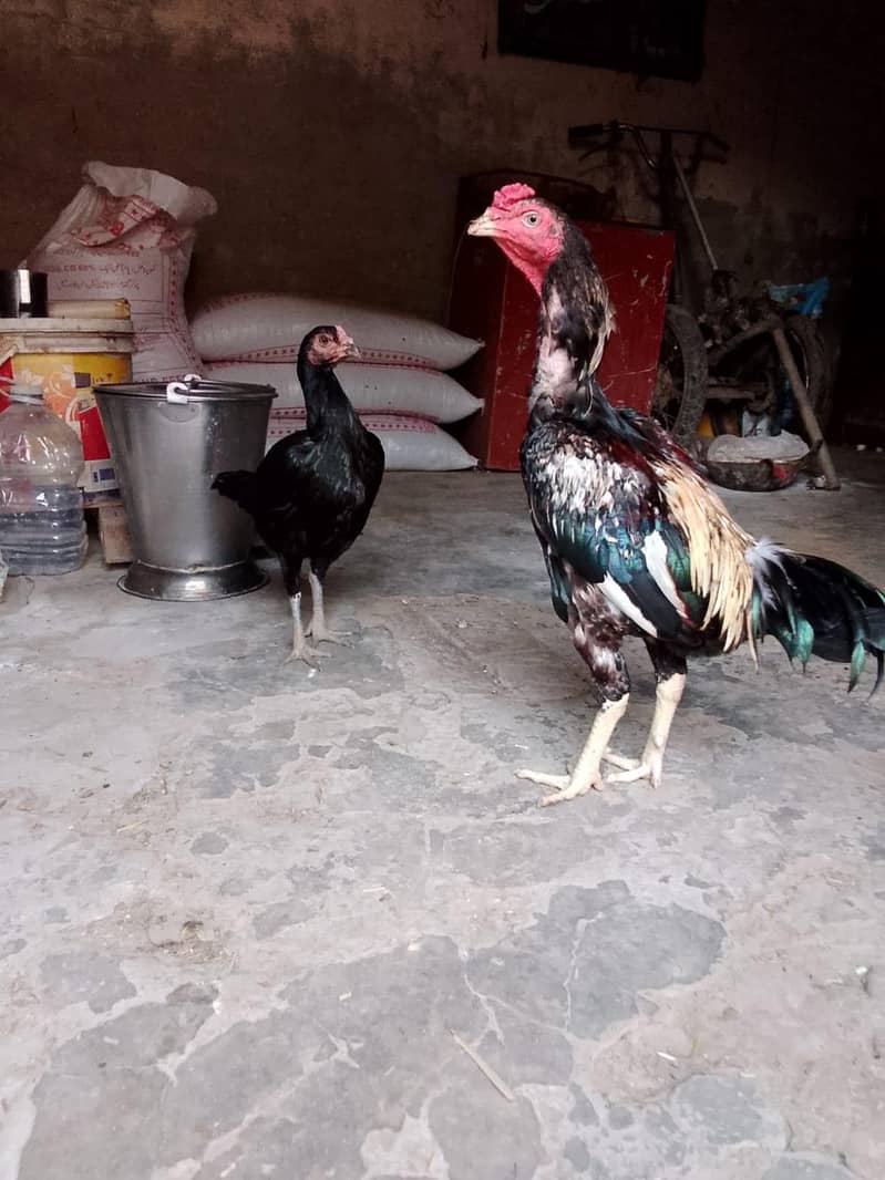 aseel pair 0