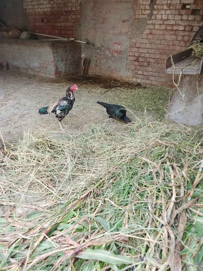 aseel pair 1