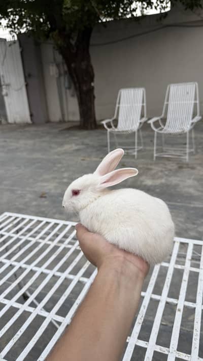 Pure White Albino Rabbits (Red Eyes) – Active & Healthy