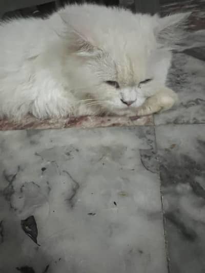snow persion cat