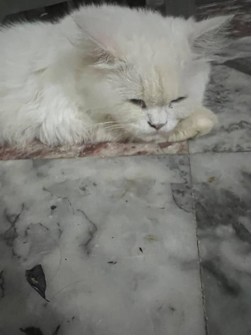 snow persion cat 0