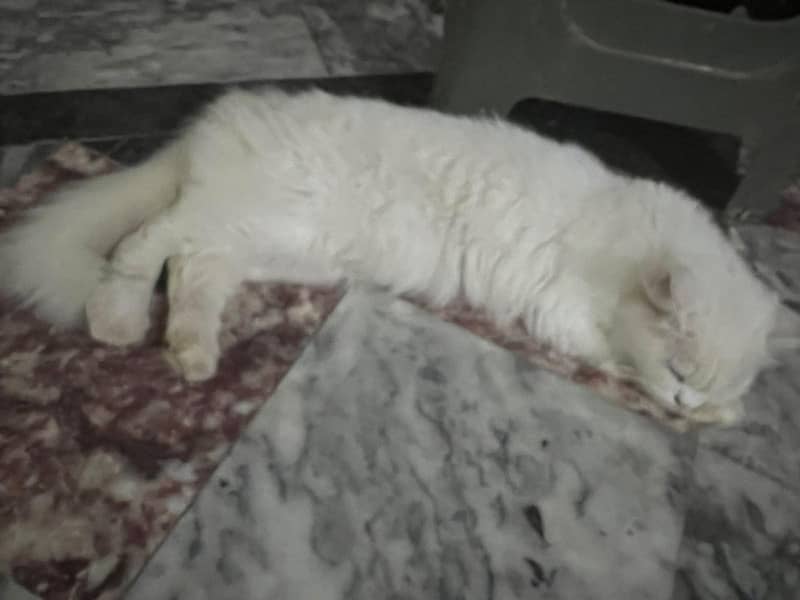 snow persion cat 1