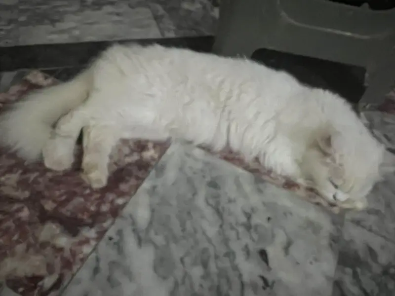 snow persion cat — photo 2