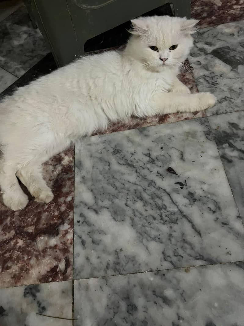 snow persion cat 2