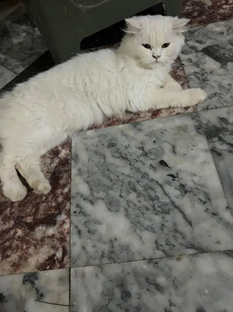 snow persion cat — photo 3