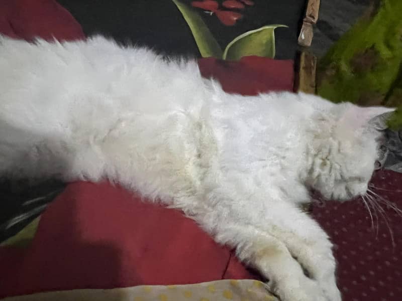 snow persion cat 3