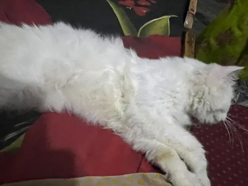 snow persion cat — photo 4