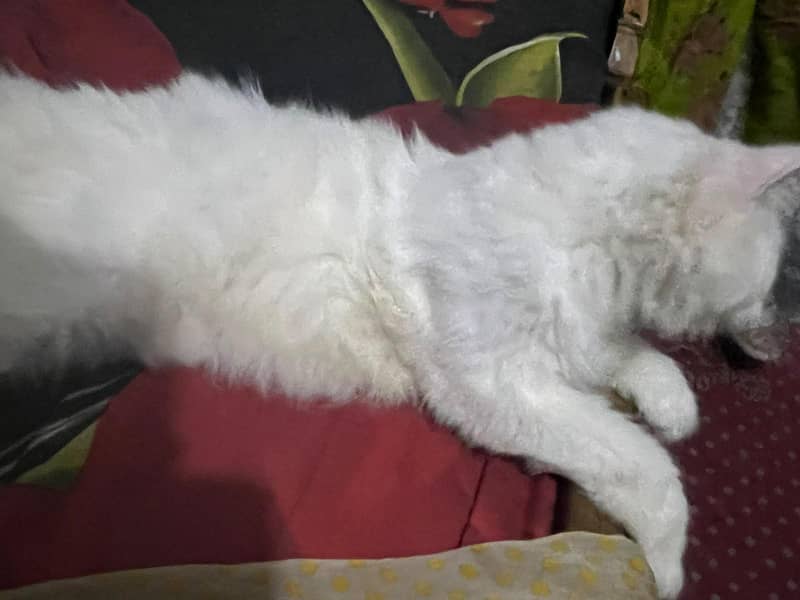 snow persion cat 4