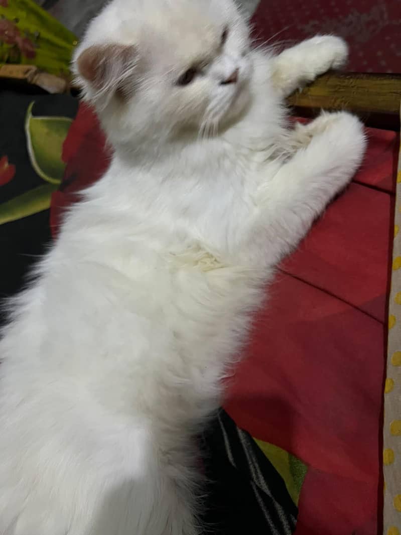 snow persion cat 5