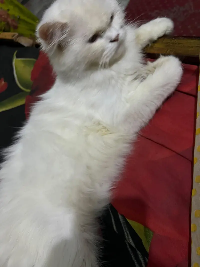 snow persion cat — photo 6