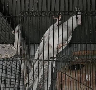 fellow split breeder pair