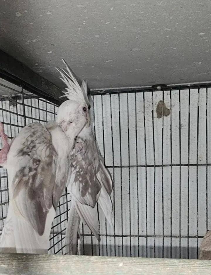 fellow split breeder pair 1