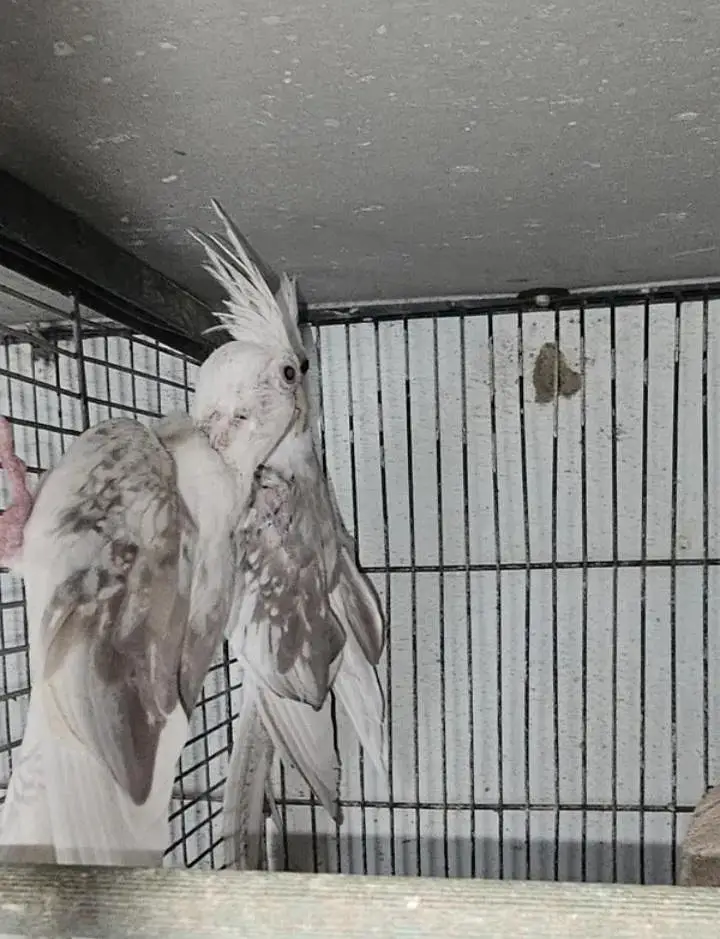 fellow split breeder pair — photo 2
