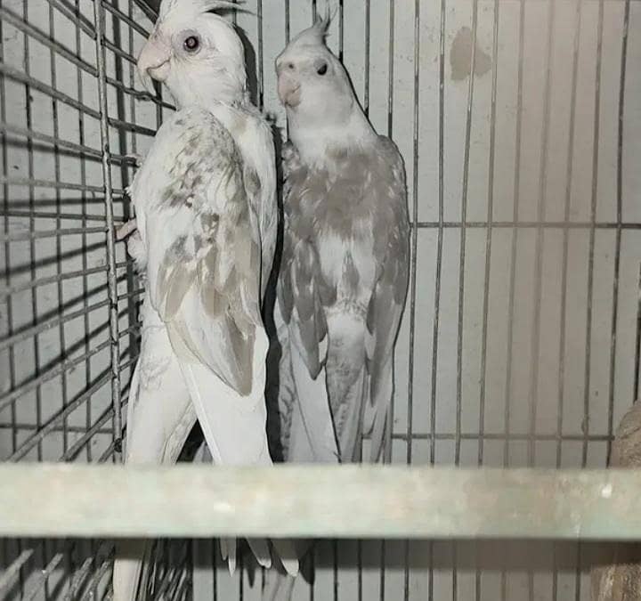 fellow split breeder pair 3