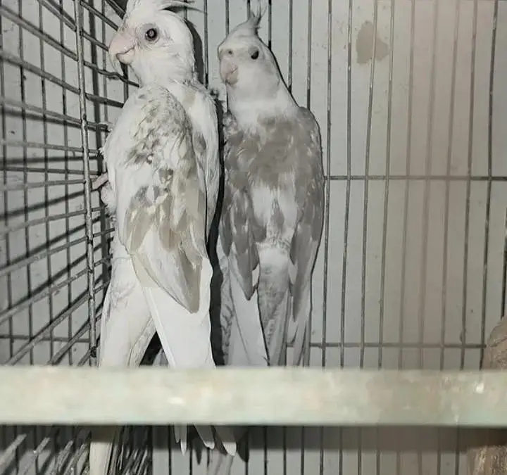 fellow split breeder pair — photo 4
