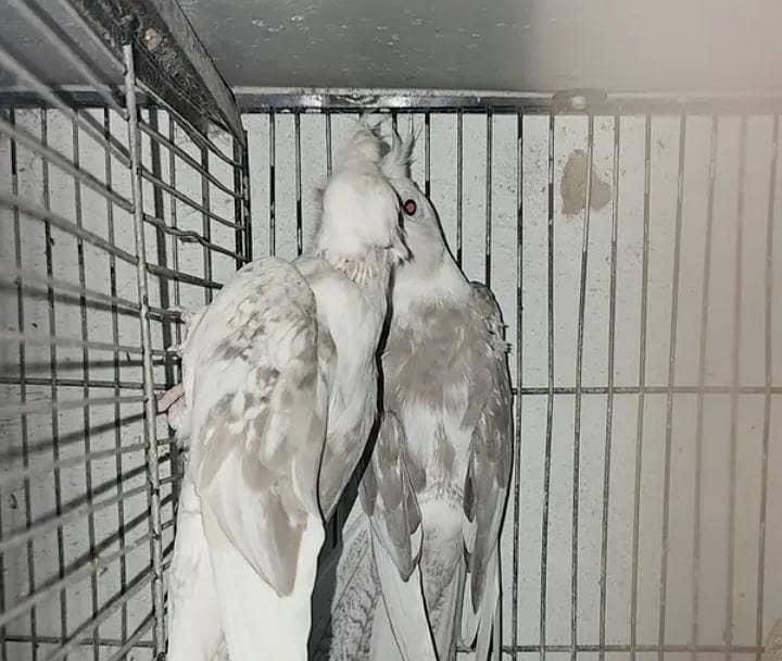 fellow split breeder pair 4