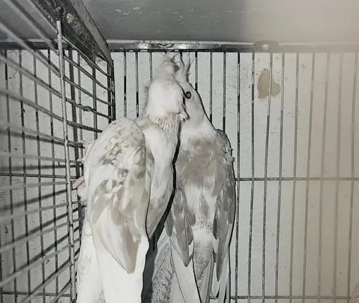 fellow split breeder pair — photo 5