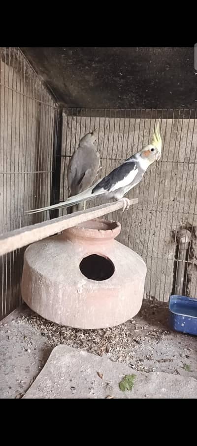 cocktails breader pair