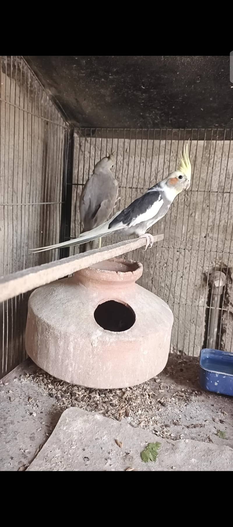 cocktails breader pair 0