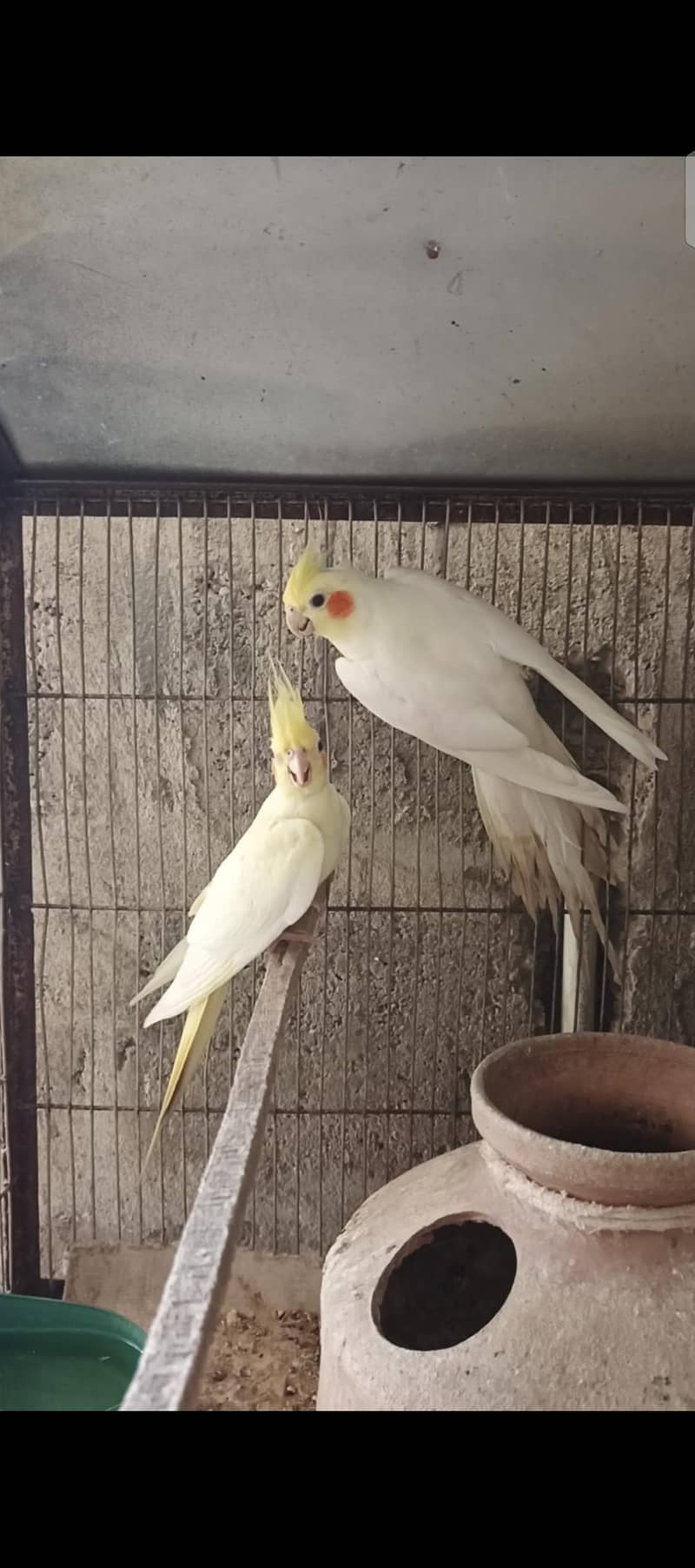 cocktails breader pair 2