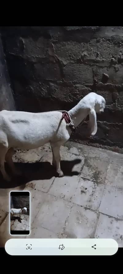 larkana dumba