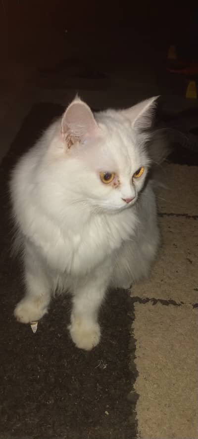 Persian female cat