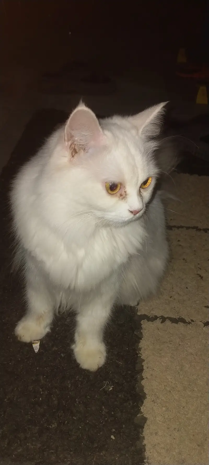 Persian female cat