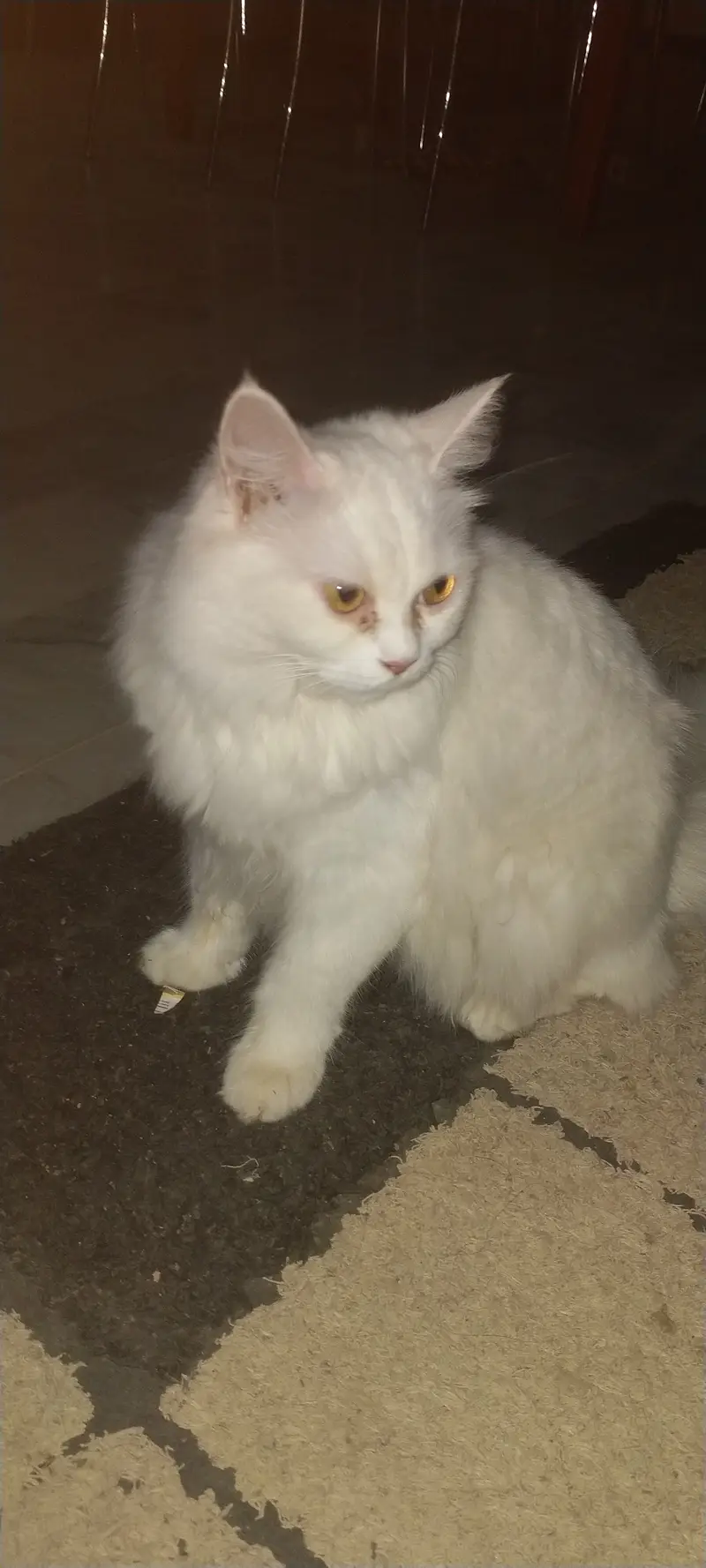 Persian female cat — photo 2
