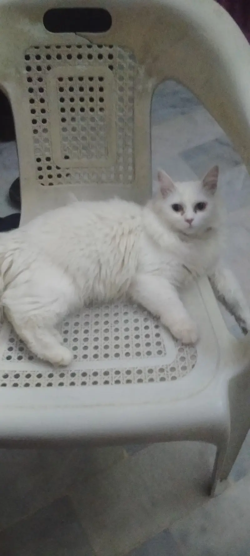 Persian female cat — photo 3
