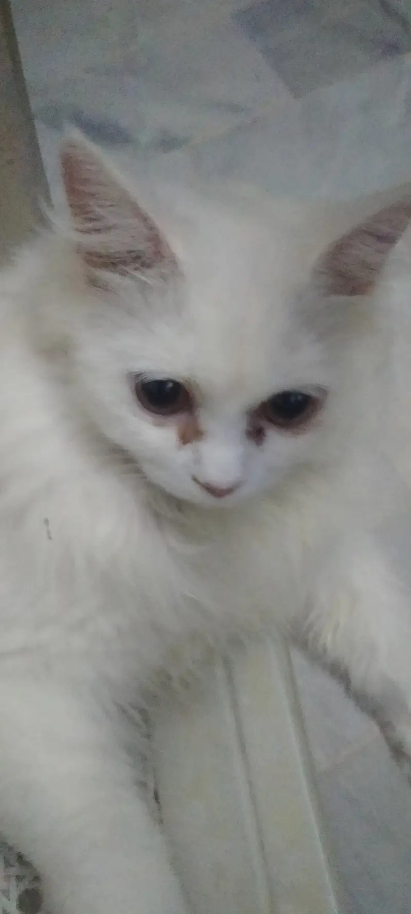 Persian female cat — photo 4