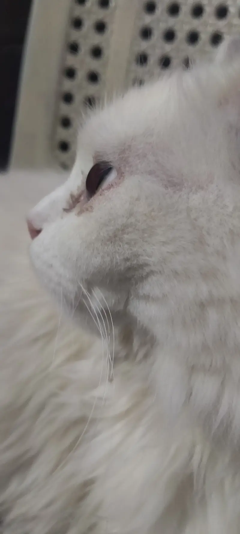 Persian female cat — photo 5
