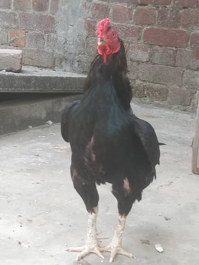 breader murga