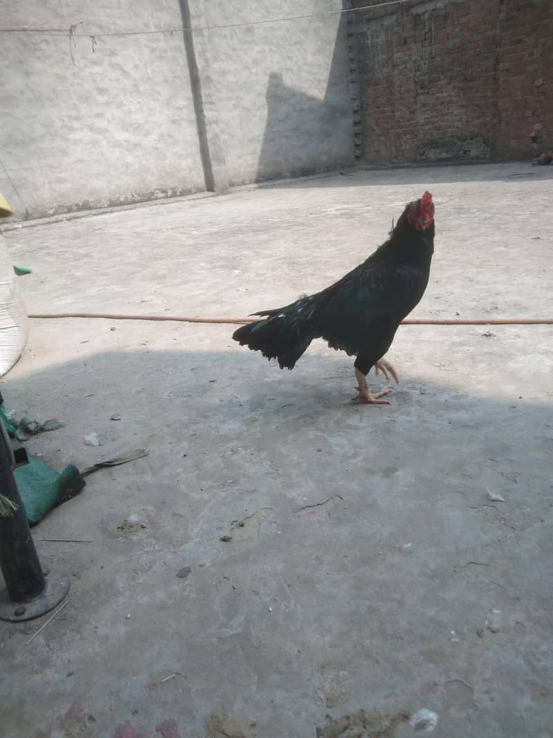 breader murga 1