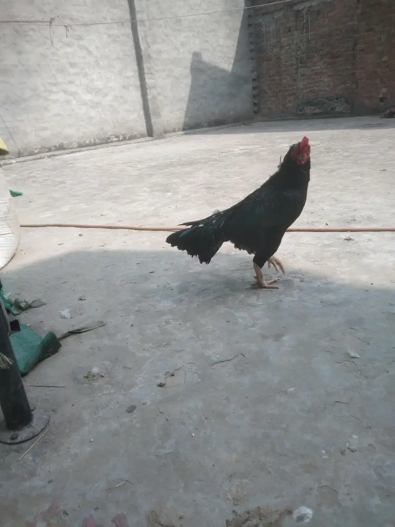 breader murga — photo 2