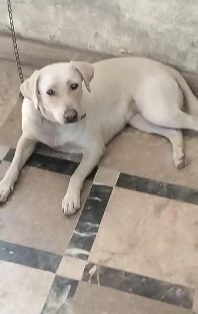 AMARICAM LABRADOR FEMALE EXCHNAGE ALSOO POSSIBLE