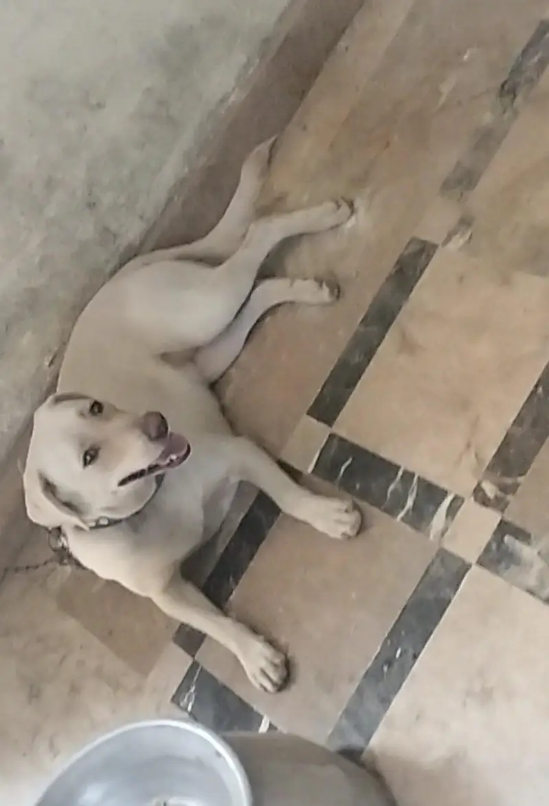 AMARICAM LABRADOR FEMALE EXCHNAGE ALSOO POSSIBLE — photo 2