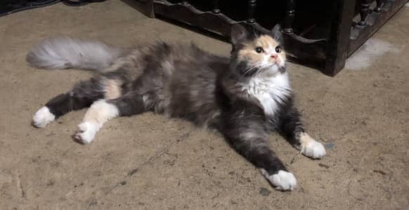 beautiful Persian mix female cat available for sale