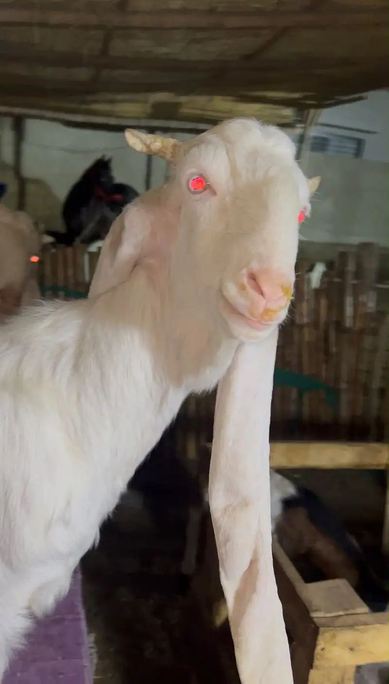 4 Healthy Male Goats For Sale in Karachi - Gulabi, Bisar & Beetal.
