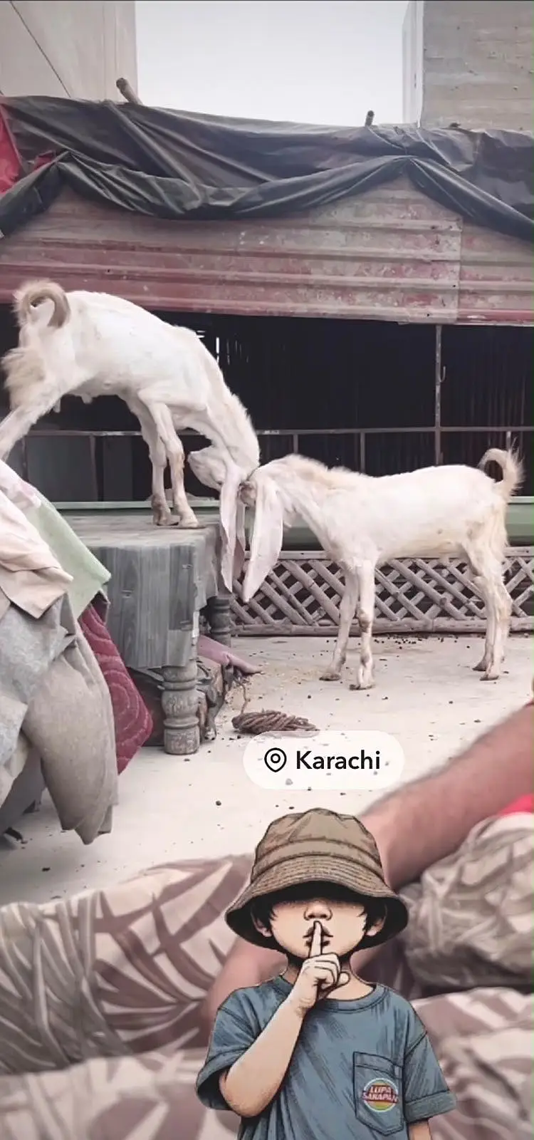 4 Healthy Male Goats For Sale in Karachi - Gulabi, Bisar & Beetal. — photo 2