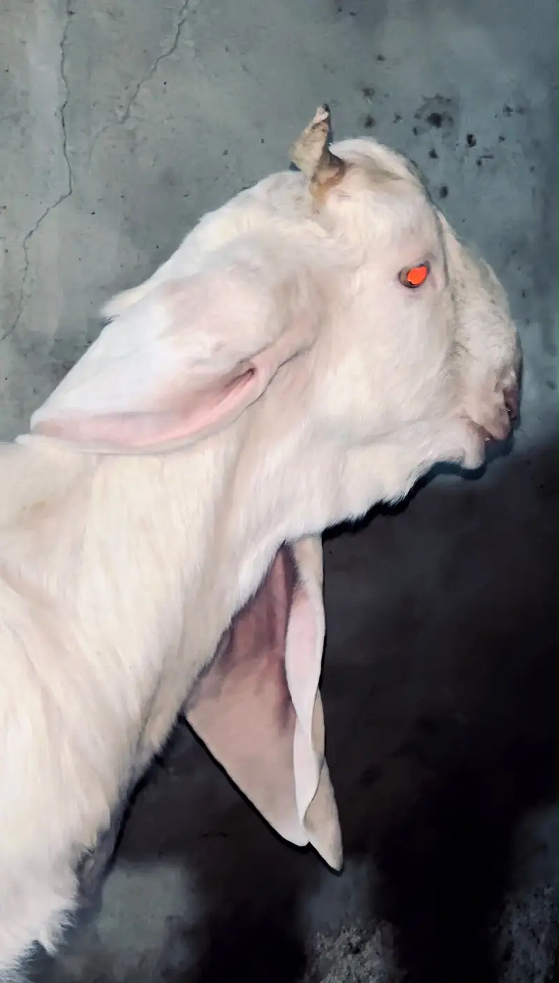 4 Healthy Male Goats For Sale in Karachi - Gulabi, Bisar & Beetal. — photo 3