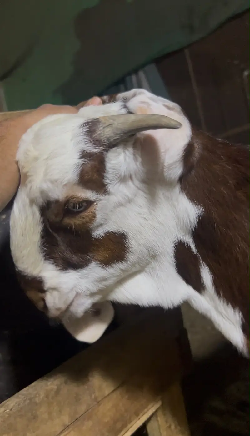 4 Healthy Male Goats For Sale in Karachi - Gulabi, Bisar & Beetal. — photo 4