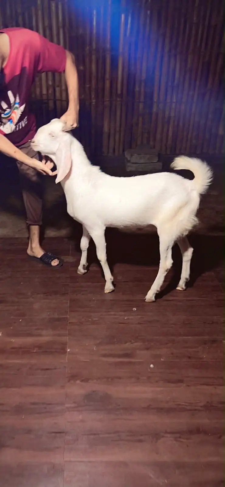 4 Healthy Male Goats For Sale in Karachi - Gulabi, Bisar & Beetal. — photo 5