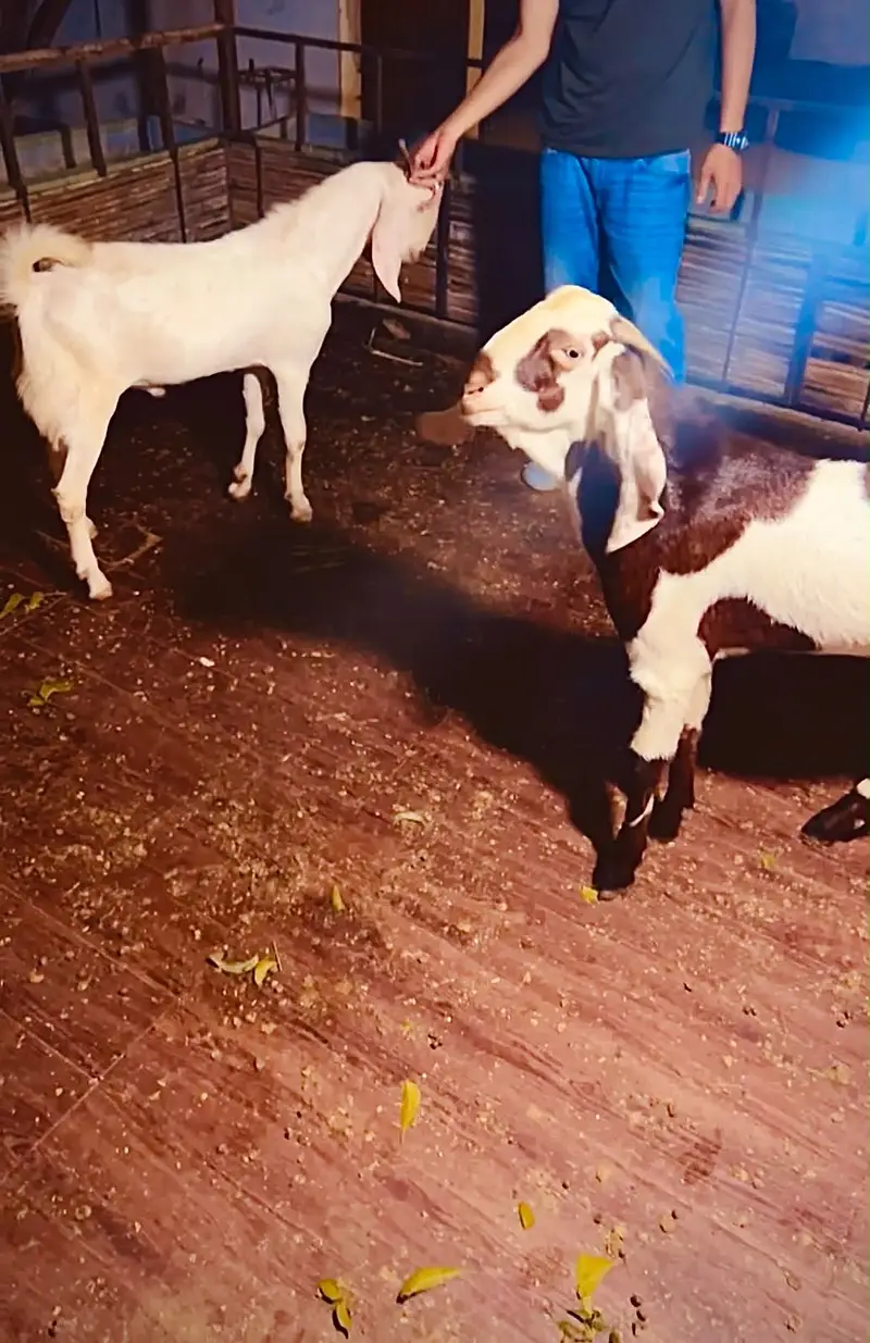 4 Healthy Male Goats For Sale in Karachi - Gulabi, Bisar & Beetal. — photo 6