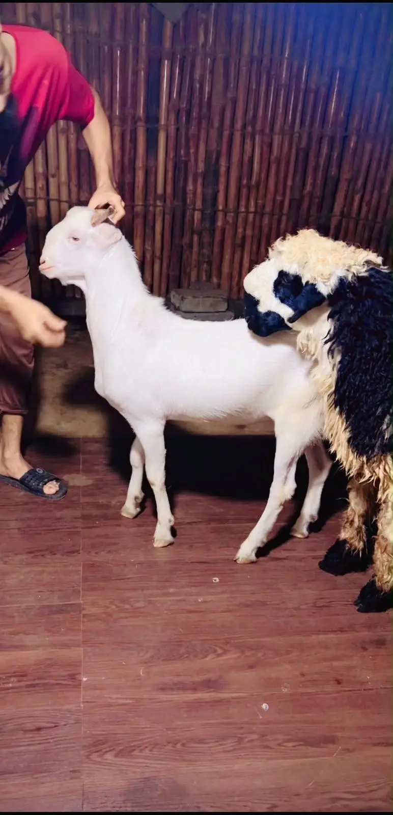 4 Healthy Male Goats For Sale in Karachi - Gulabi, Bisar & Beetal. — photo 7