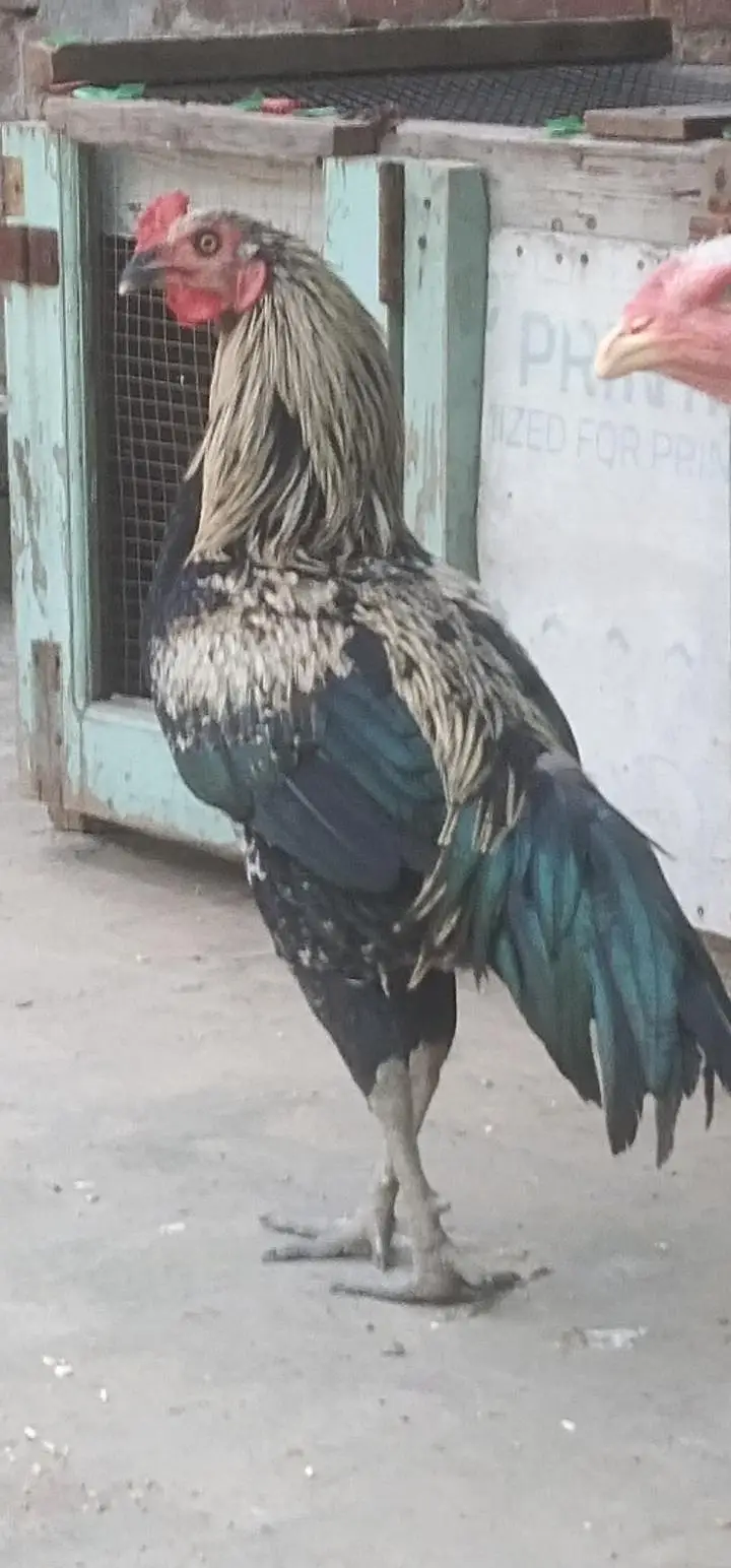 breader murga — photo 4