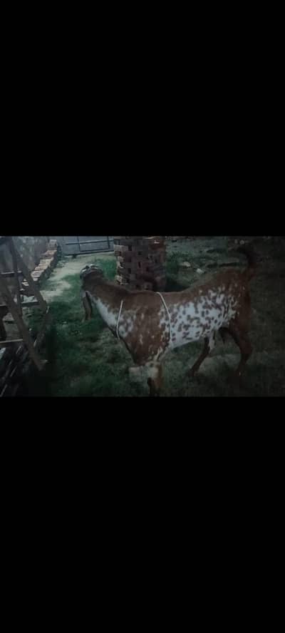 we have many kind of makhi cheni pure breed goats