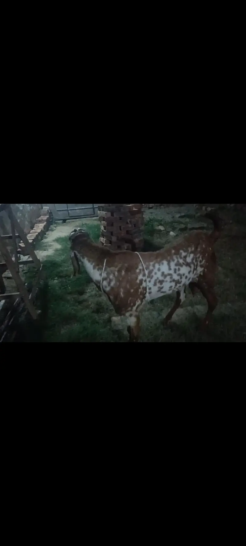 we have many kind of makhi cheni pure breed goats